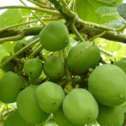 Jatropha petróleo expeller