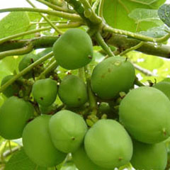 torta de presión de aceite de jatropha