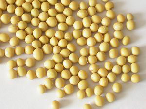 soybeans