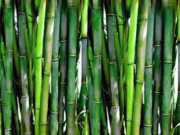 Bamboo Pulp.