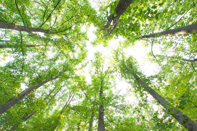 Towering trees under the sun