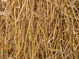 Straw Pulp