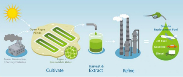 algae biodiesel production process