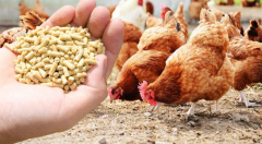 What pellet machine and how much money are needed to open a chicken feed-processing plant