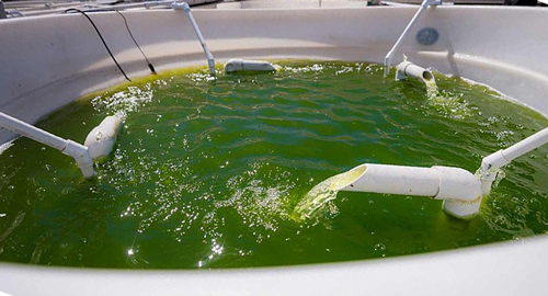Engineered microalgae