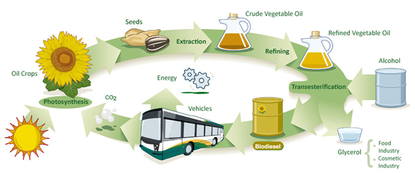 how biodiesel is made