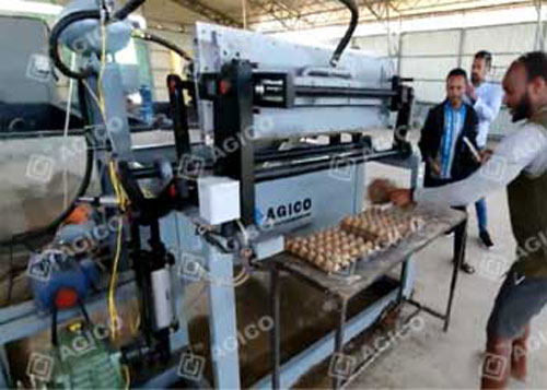 1000pcs (ZMDT3X1) Egg Tray Production Line