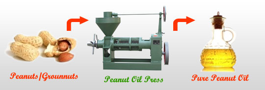 make peanut oil with YZS100 oil press