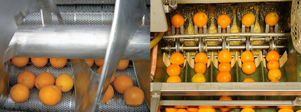 orange essential oil extracting