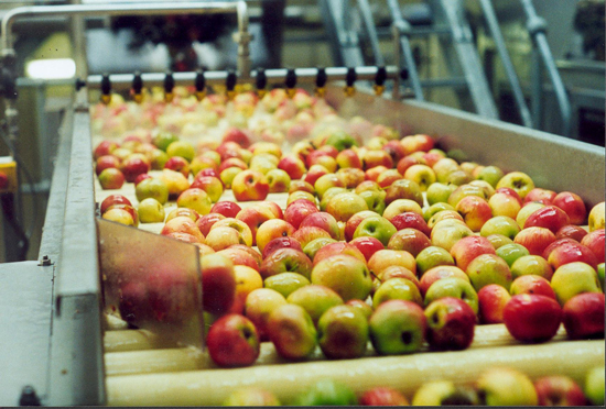 fruti sorting process